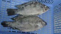 Export High Quality Frozen Black Tilapia And Frozen Red Tilapia