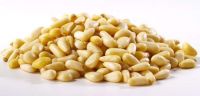 Bulk pine nuts in shell/without shell