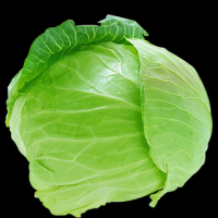 Fresh cabbage with high quality
