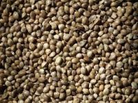 different size above 5.0mm 3.5-5.0mm below 3.5mm High qualtiy HEMP SEEDS