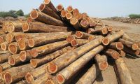 Burma Teak Logs / Teak sawn lumber / teak square logs