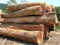 African Mahogany Logs