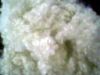 Sell polyester staple fiber 0.9d etc (solid/hollow conjugated)