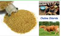 High quality choline chloride 50%