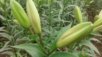 Lily Cut Flowers