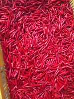 FROZEN/ FRESH CHILLI WITH COMPETITIVE PRICE FROM VIET NAM