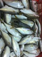 Frozen Short Body Mackerel