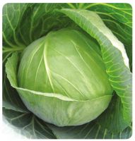 Supply compact round shape green colour 1.0-1.5kg/fruit cabbage seeds