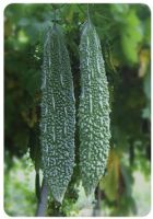 Supply Hybrid variety vigorous seed Green fruit with crisp flesh, medium bitter melon seeds