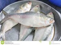 Hilsa shad