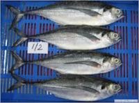 Cape horse mackerel