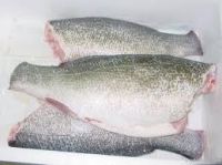 Nile perch