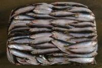 European sprat