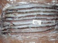 Fresh Frozen EEL Fish