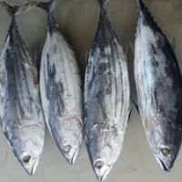 Frozen Skipjack Fish