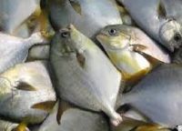 golden pompano fish frozen