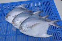 Fresh White Pomfret Fish