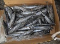 Frozen Bonito Fish