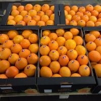 Seedless Fresh Valencia and Navel Oranges for sale