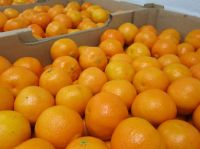 Wholesale Fresh Orange / Fresh Fruit / Fresh Oranges Sweet Orange