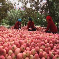 Fresh Royal Gala, Fuji, Golden Delicious, Red Delicious Apples For Sale