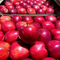 Premium Quality Fresh Delicious Red & Green Apple