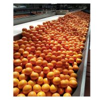 Organic Fresh Orange, Naval Orange, Valencia Oranges