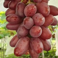 Delicious Fresh Fruit Organic Fresh Grape