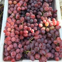 Cheap Seedless Grapes / Fresh Grapes / Fresh seedless red balloon grapes