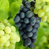Sweet fresh red Red grape/Green grape/Cheap Price