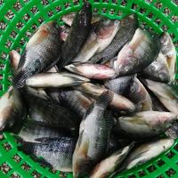 New Season Whole Round Frozen Black Tilapia