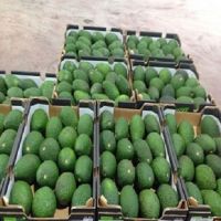 Fresh Avocado / Hass Avocado, Fuerte Avocado For Sale