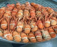 Red claw live frozen lobster(crayfish) for sale