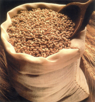 Wheat Grain (14.5 Protein)