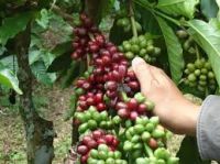 Coffee Arabica