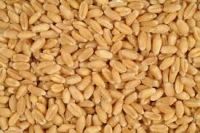 WHEAT Grain