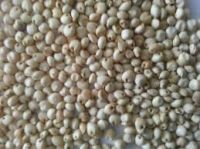 WHITE SORGHUM