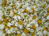 Chamomile