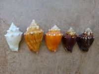 Conch Shells From Bahamas