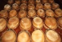 High Quality Dried Abalone