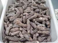 Dried Sea Cucumber -Cucumaria Frondosa- Iceland Quality