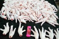 Top grade Frozen Chicken Feet and Chicken Paws best Quality