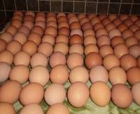 White and Brown Chicken Eggs, Fresh Table Eggs