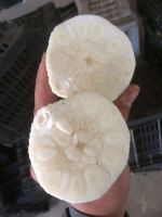 Fresh White Garlic From Egypt