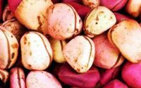 Kola Nut