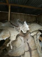 Dry/Wet Salted Donkey Hides, Cow Skin.