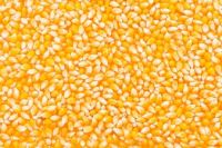 WHIETE CORN, YELLOW CORN, RICE, WHEAT, MILLET, BARLEY, BACKWHEAT, AD OTHER GRAINS.