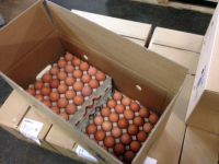 Fresh Table Eggs White/Brown 40g-50g-60g-65g-70g, Wholesale & Retail