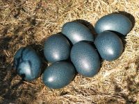 Fertile Ostrich Eggs/Quail Eggs/Emu eggs For Sale on Wholesale & Retail