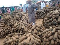 Fresh yams For sale